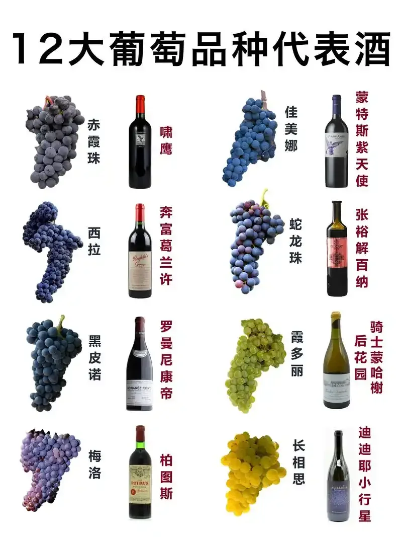 酿酒师手持赤霞珠葡萄与自酿葡萄酒，分享家庭酿酒葡萄选择经验_1