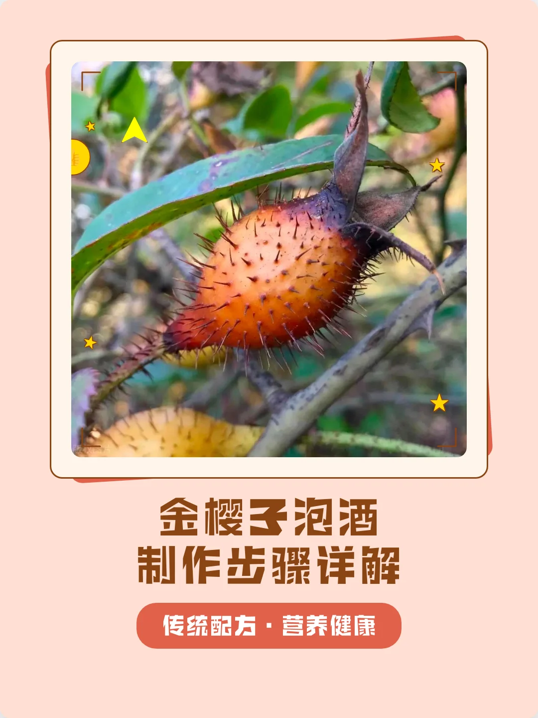 家庭自制金樱子泡酒过程：将新鲜金樱子与冰糖放入玻璃罐中_1