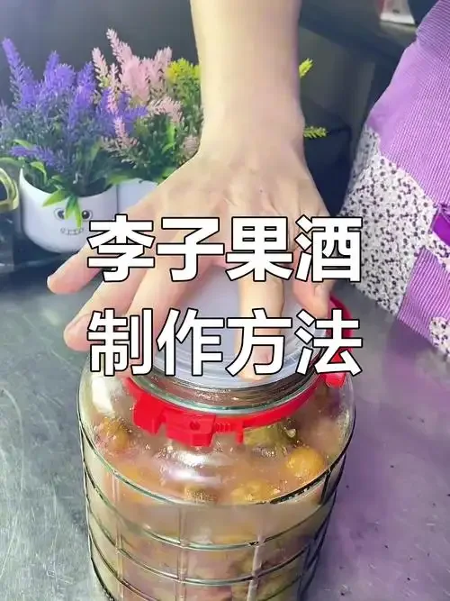 家庭自制李子酒酿造过程：玻璃罐中分层码放的李子与冰糖特写_1
