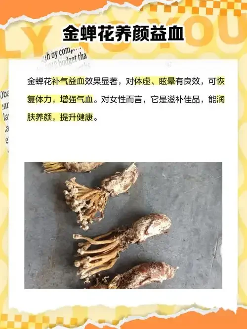 正在浸泡中的金蝉花酒，玻璃罐内可见完整金蝉花与辅材，画面温馨，展示家庭泡酒的详细过程。_1