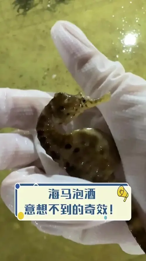 两种处理方式的海马对比：生海马与熟海马摆放在泡酒罐旁，直观展示海马泡酒处理环节。_1