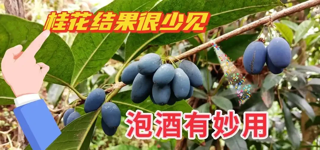 自制桂花果酒特写，展示新鲜桂花果在琥珀色酒液中的浸泡状态_1