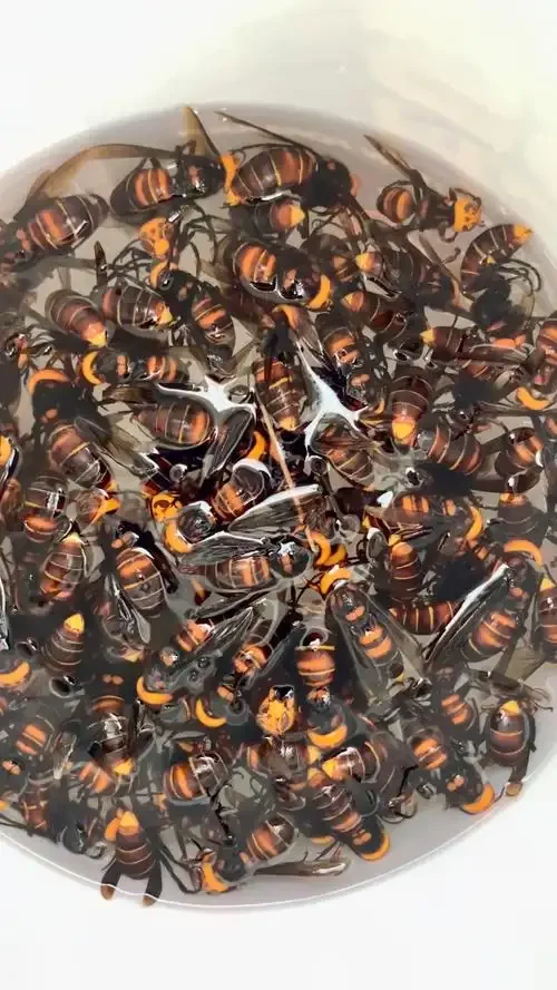 金环虎头蜂酒浸泡过程的透明玻璃酒坛特写，蜂体清晰可见_1