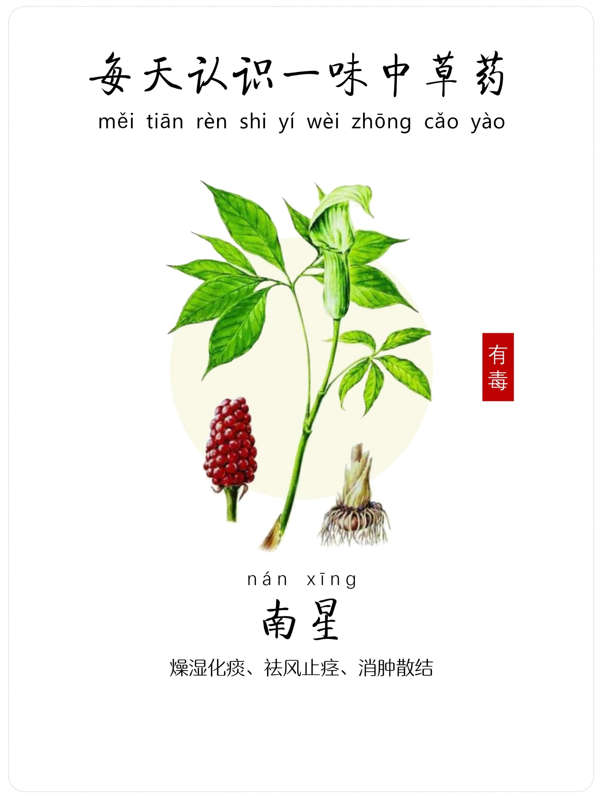 酿酒师在传统酿酒坊内，手持装有天南星药材的泡酒瓶，展示传统泡酒技艺。_1