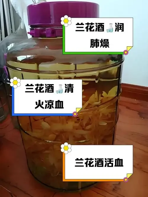 资深酿酒师展示的回春草泡酒成品：一瓶清澈的琥珀色药酒，旁边放着用于泡制的回春草药材、玻璃罐和白酒。_1