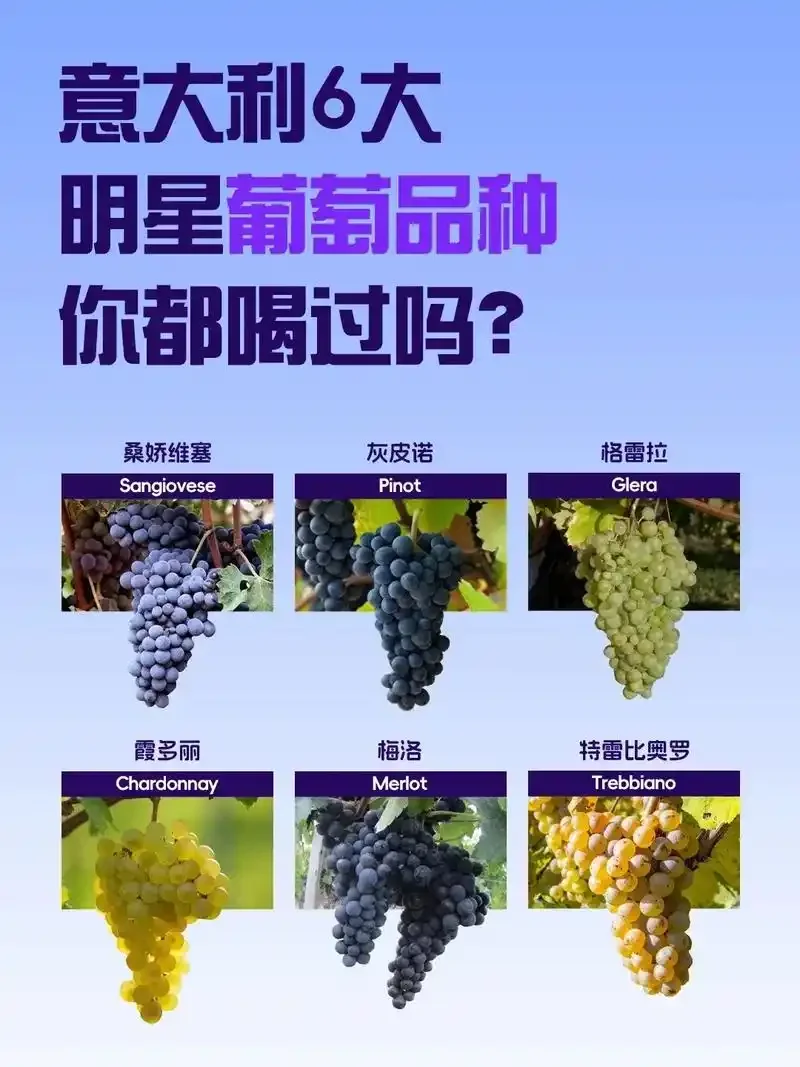 桑娇维塞葡萄酒家庭酿造场景：发酵罐中的深红色酒液与新鲜的葡萄、酿酒工具_1