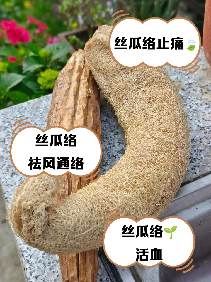 酿酒师展示家庭自制的丝瓜泡酒，玻璃瓶中可见翠绿的丝瓜片和清澈透明的酒液。_1