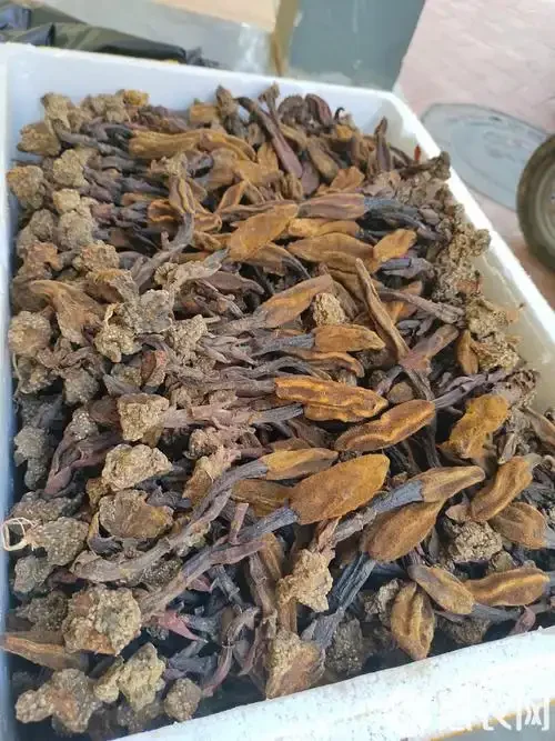 回春草泡酒对比：左边为鲜品回春草泡酒罐，右边为干品回春草泡酒罐，展示两种不同原料的泡制状态。_1