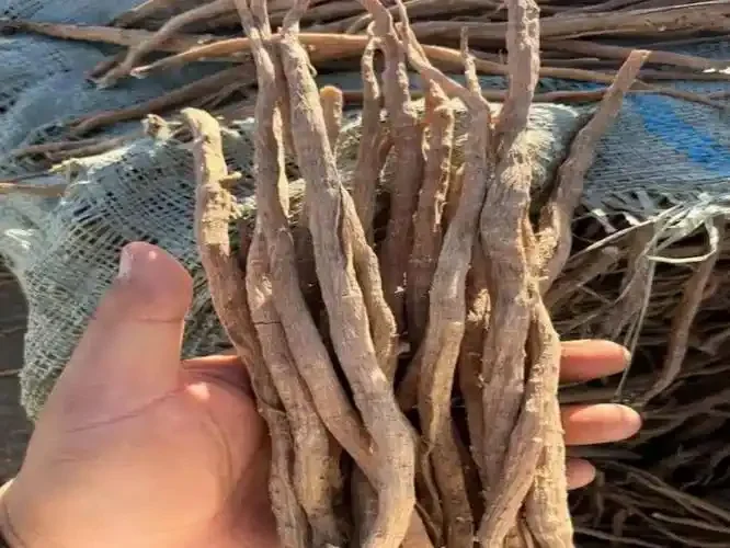传统家庭泡制药酒场景：装有多种中药材的玻璃罐，酒液呈琥珀色，药材清晰可见。_1