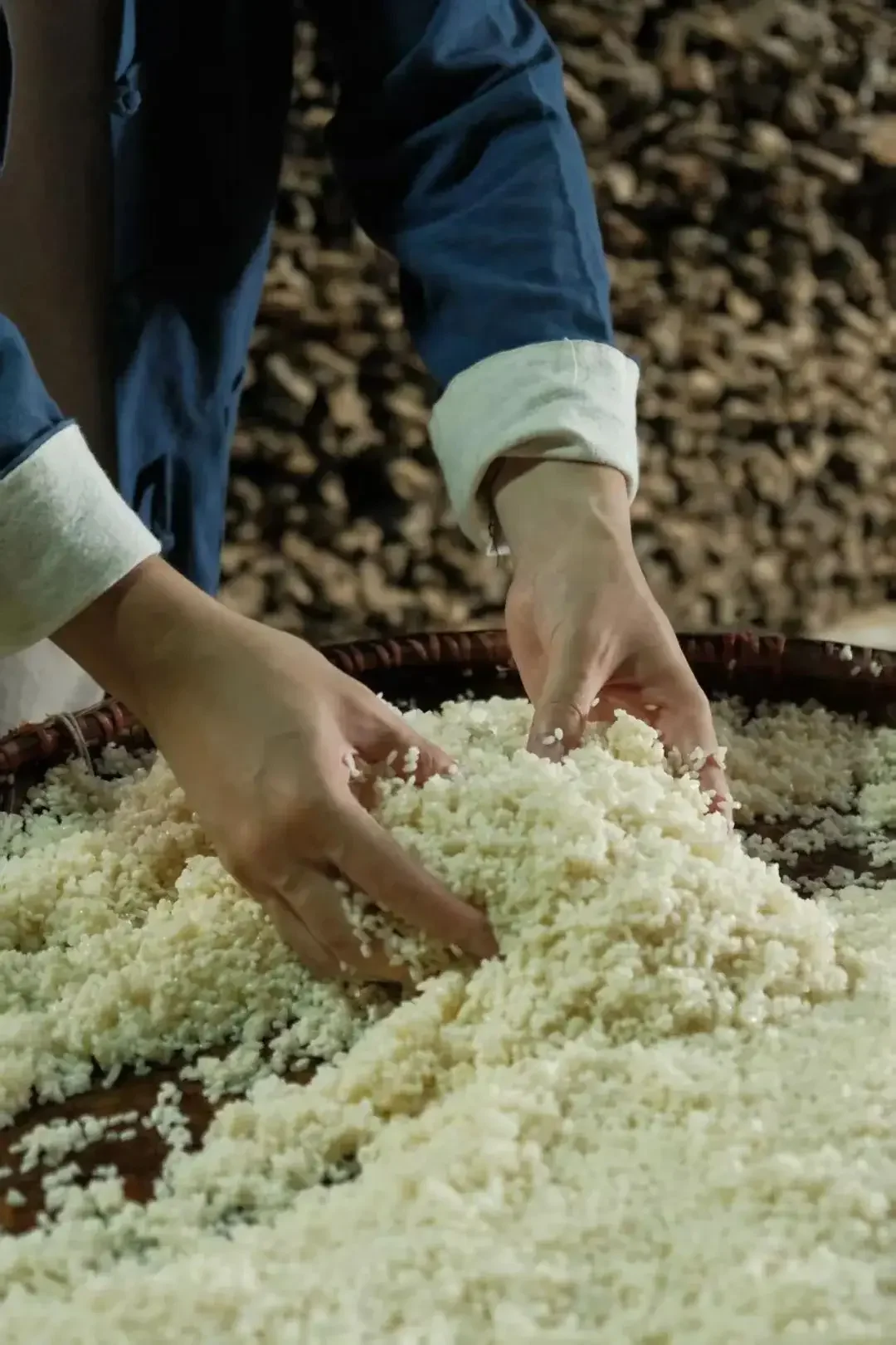 酿酒师将蒸熟的晶莹糯米从竹蒸笼倒入陶瓷盆，准备进行摊凉和拌曲_1