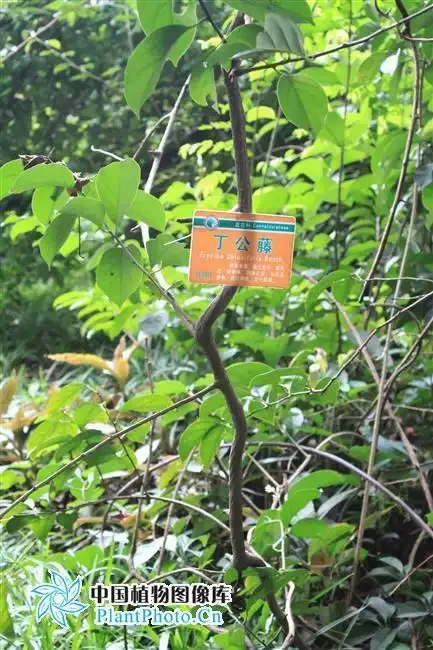 正在浸渍中的丁公藤风湿药酒，玻璃瓶中可见药材与琥珀色酒液，背景为传统酿酒工具。_1