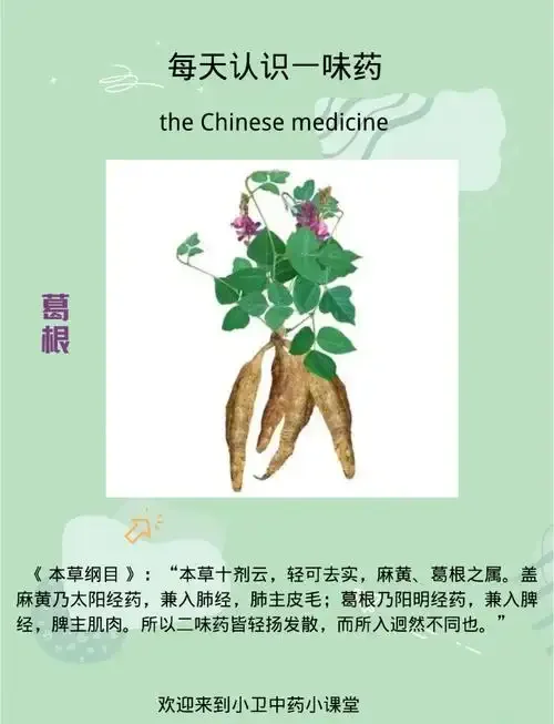 家庭自酿葛根酒过程展示：透明玻璃罐中金黄色的葛根片与清澈酒液相映成趣_1