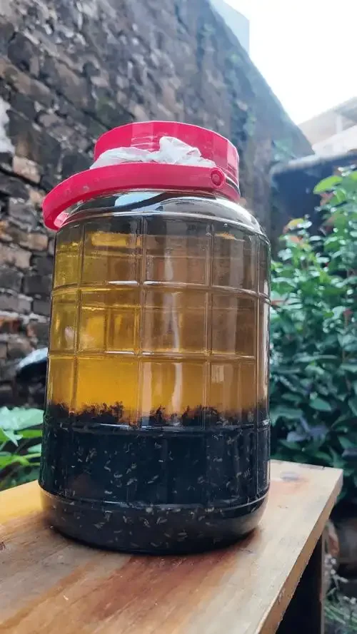 一个装有黑蚁和中药材的传统陶瓷酒坛特写，展示了黑蚁酒的典型泡制状态_1