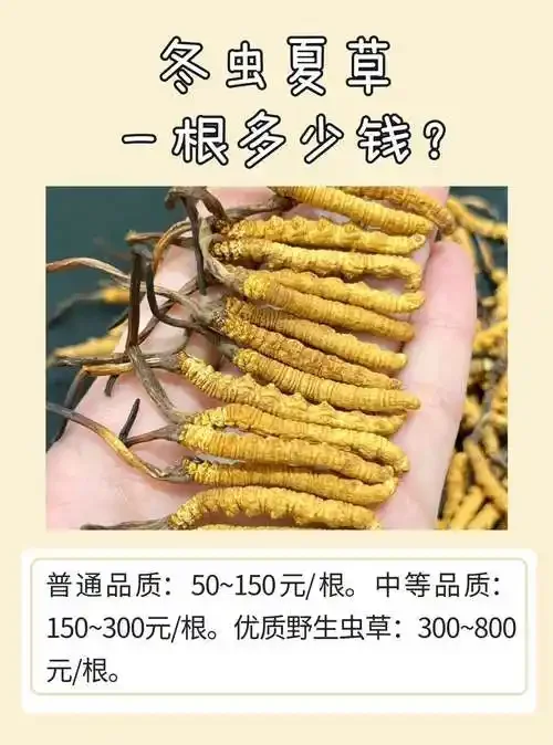 资深酿酒师在家庭环境中展示自制冬虫夏草营养酒及所用原料_1