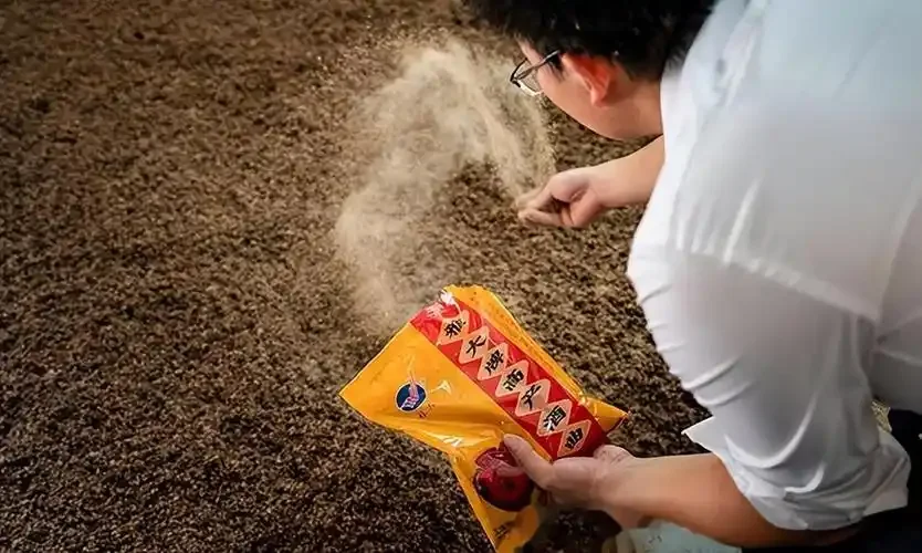 酿酒老师傅正在检查发酵中的粮食，评估其出酒状态_1