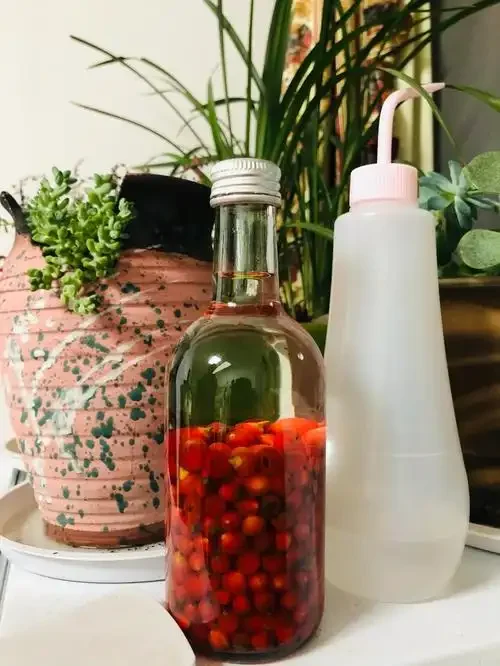 自制红豆杉泡酒展示：玻璃罐中浸泡着红豆杉果实与枝叶，酒液呈琥珀红色。_1