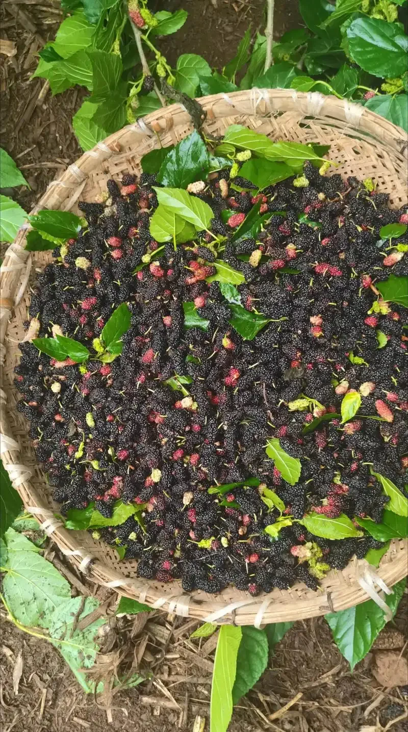 桑葚酒发酵完成后，正在将果肉和籽从酒液中分离出来的操作特写_1