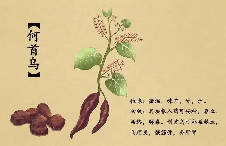一个敞口的陶瓷酒坛，里面泡着何首乌等药材，旁边是一个倾倒的空酒杯，象征着对‘首乌补肾酒’需要保持警惕和理性。_1