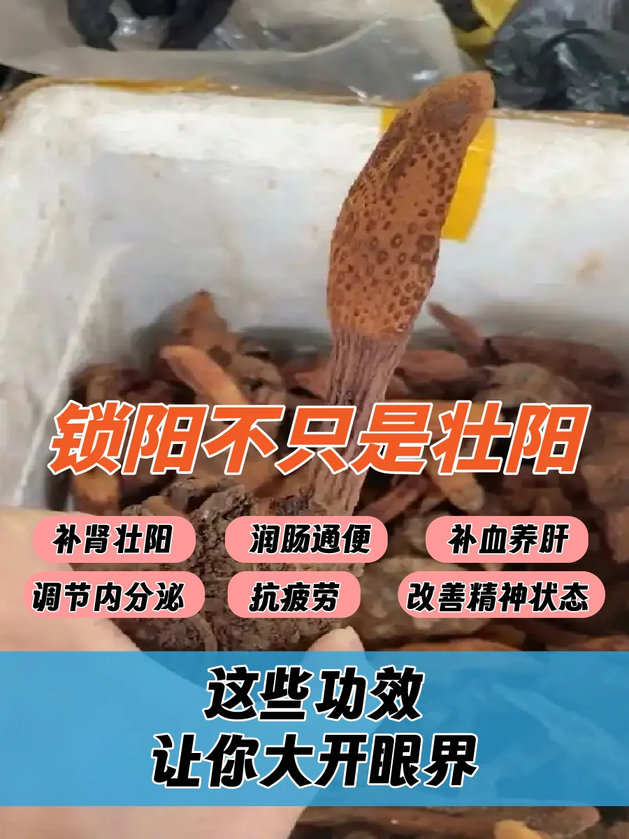 锁阳泡酒成品展示:玻璃酒坛中琥珀色酒液浸泡着锁阳、枸杞等药材_1