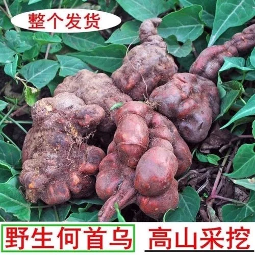 自制首乌泡酒：透明玻璃酒坛装着琥珀色酒液，浸泡着首乌、枸杞等中药材，旁边摆放着原料和古籍。_1