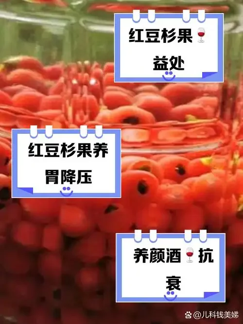 一个古朴陶坛中浸泡着红豆杉木片和果实的特写，背景光线柔和，旁边有古籍和枝叶作为点缀。_1