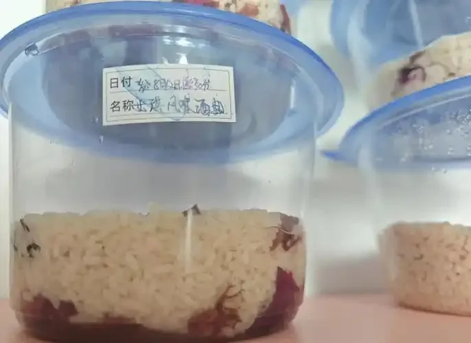 家庭酿制米酒初次发酵与二次发酵的对比图，展示了米酒在不同阶段的状态及使用的传统酒曲_1