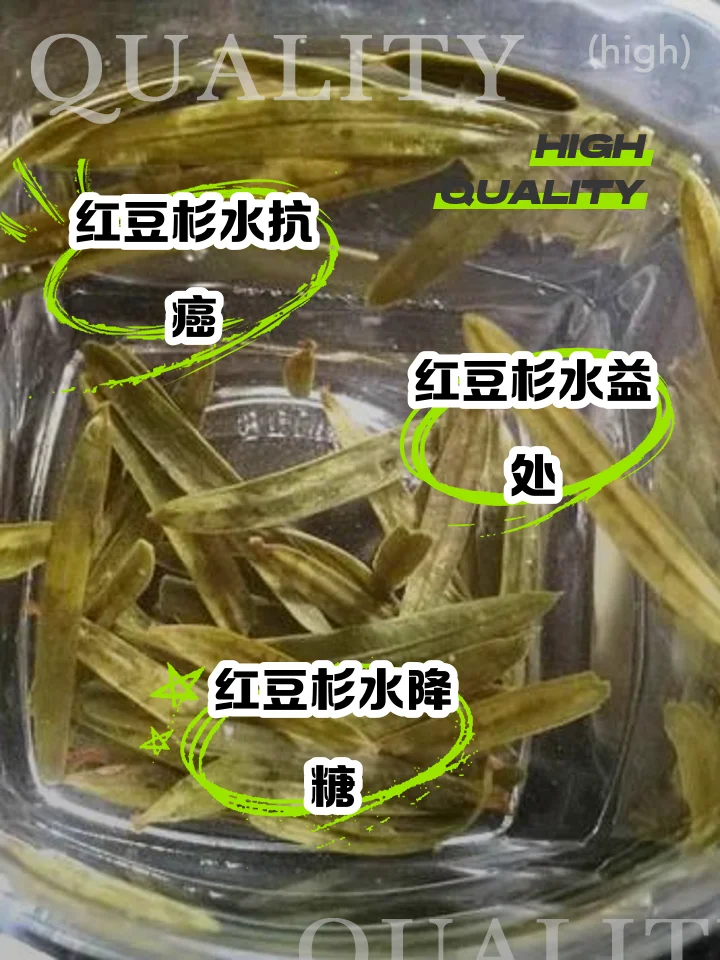 一罐正在浸泡中的红豆杉泡酒，酒体呈琥珀色，罐底可见红色果实，旁边有新鲜红豆杉果子和酿酒笔记。_1