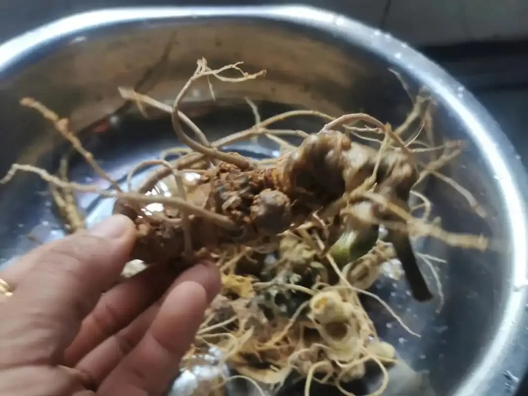 家庭自制三七药酒特写：玻璃罐中琥珀色酒液浸泡着三七块与枸杞_1