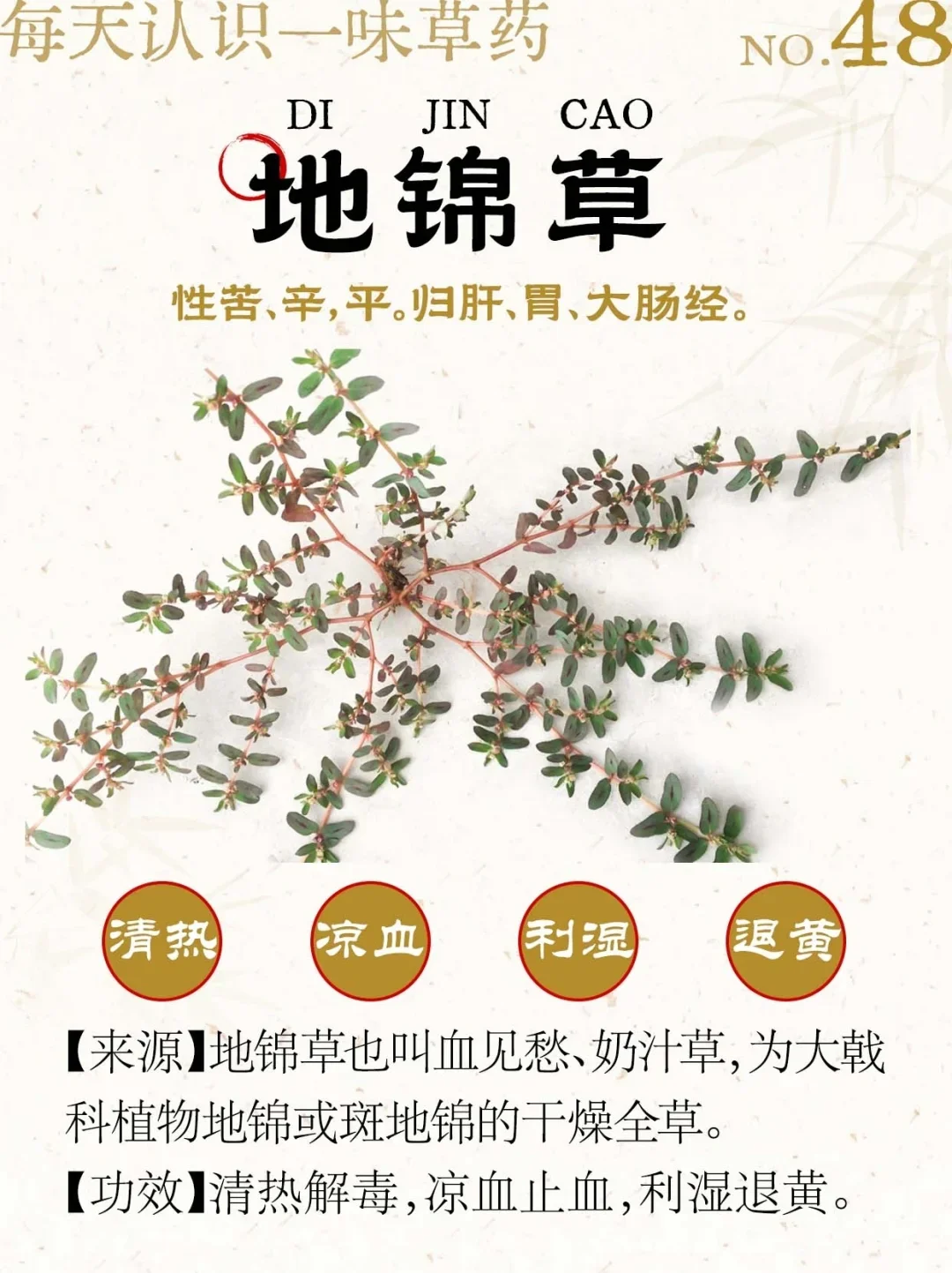 地锦草泡酒制作过程的特写：玻璃罐中地锦草与冰糖在琥珀色酒液中清晰可见_1