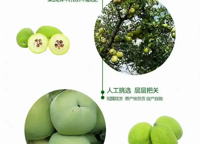 传统家庭自制辣椒泡酒特写：玻璃罐中琥珀色酒液与红辣椒、生姜等材料交融_1