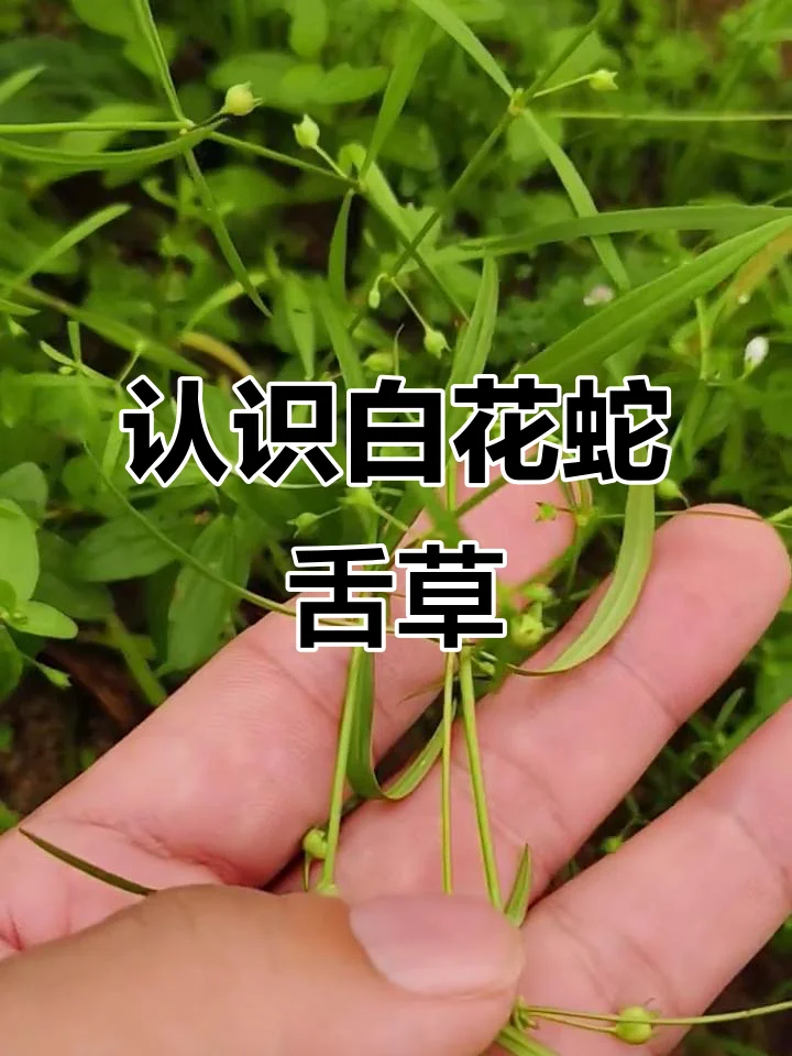 酿酒师工作台上新鲜的白花蛇舌草与正在浸泡的药酒罐_1