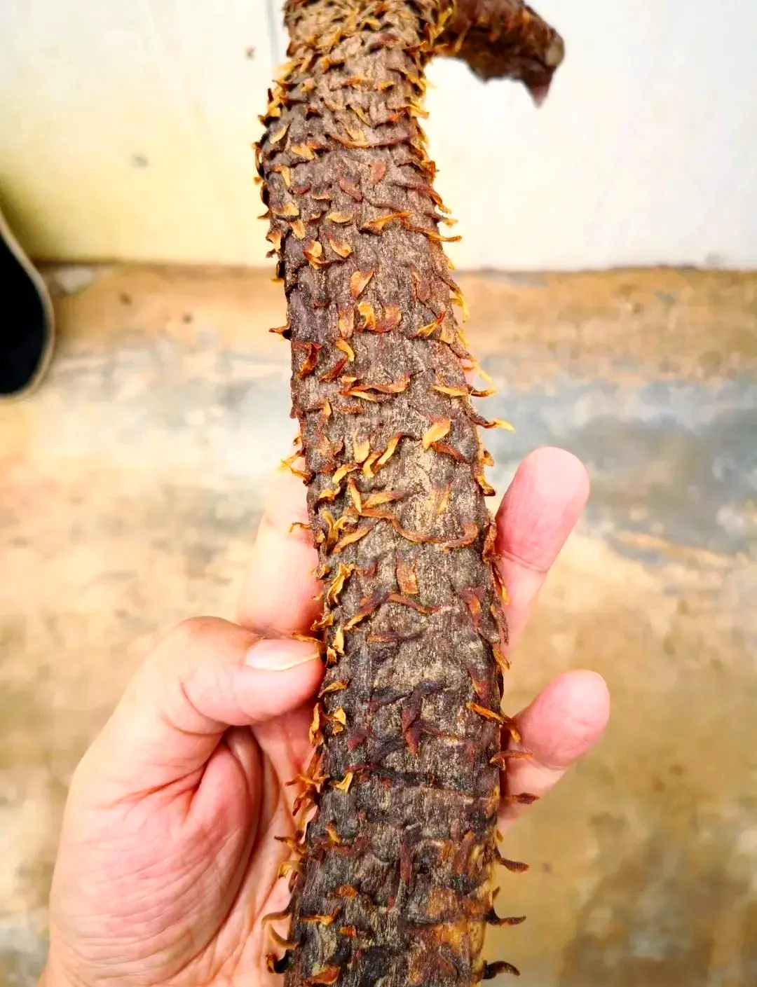 肉苁蓉、锁阳、仙茅泡酒所需药材与基酒展示，包括精选的肉苁蓉切片、锁阳干片、仙茅根茎和一瓶优质白酒。_1