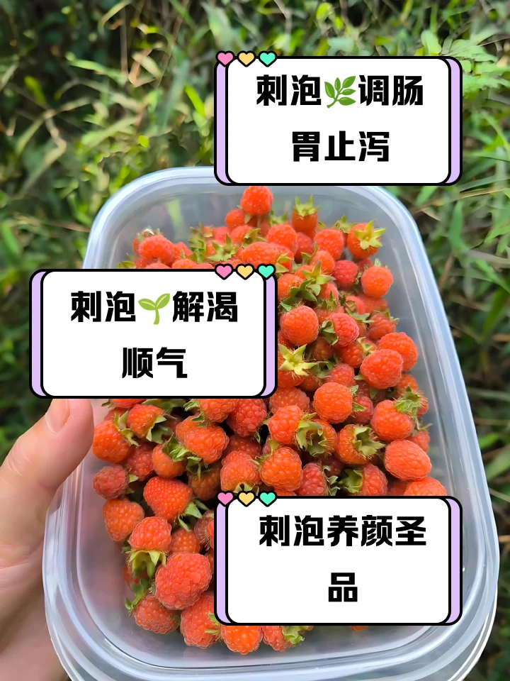 家庭自制刺唐果泡酒过程展示，玻璃罐中鲜红果实与透明酒液形成鲜明对比_1