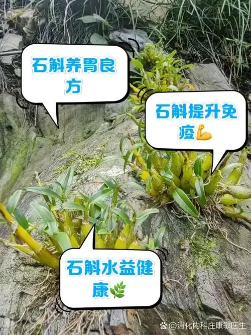 家庭自制石斛泡酒：透明玻璃酒坛中，金黄色酒液浸泡着鲜石斛和枸杞，旁边摆放着酿酒工具。_1