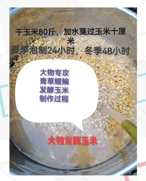 正在泡制的野钓酒米窝料特写，金黄的米粒在琥珀色药酒中浸泡，旁边散落着钓鱼工具。_1