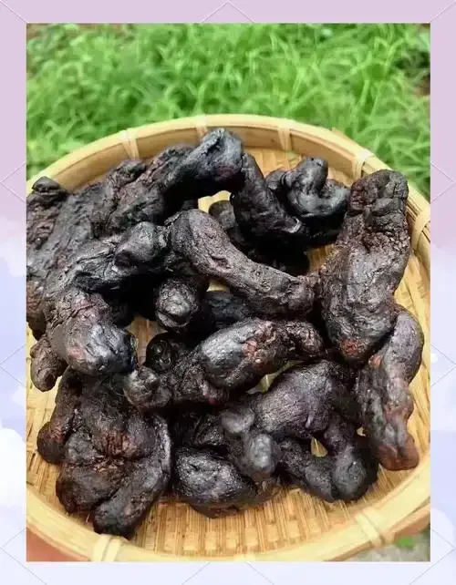 九蒸九晒后的酒黄精成品，乌黑油润，铺在竹编簸箕上，展示传统炮制工艺的成果。_1