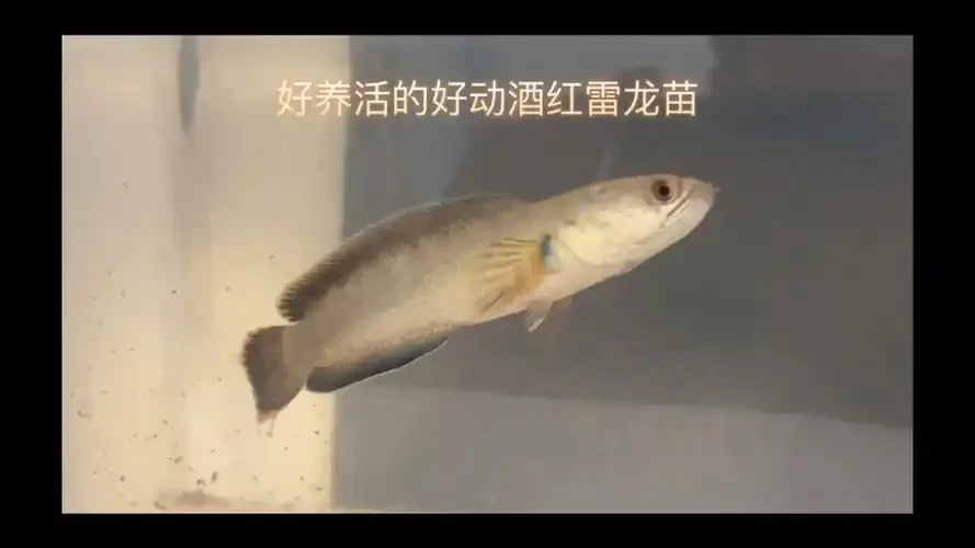 两条酒红雷龙鱼并排游动，清晰展示公鱼（左）与母鱼（右）在体型、头型和背鳍形状上的关键区别。_1