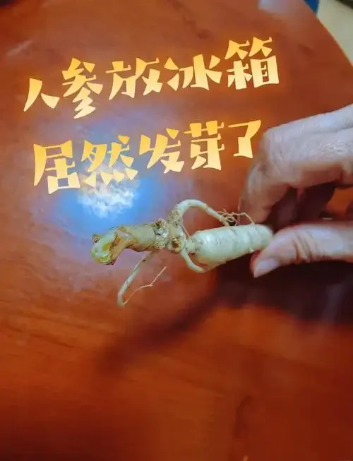 泡酒罐内鲜人参芦头处出现微小芽点的特写照片，用于说明人参在酒液中可能出现的发芽现象。_1