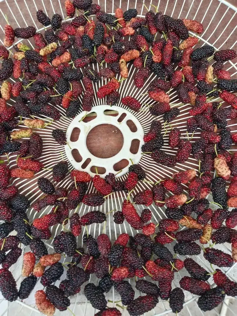 自制黑枸杞桑葚泡酒成品展示：透明玻璃罐中深紫红色酒液与黑枸杞、桑葚干_1