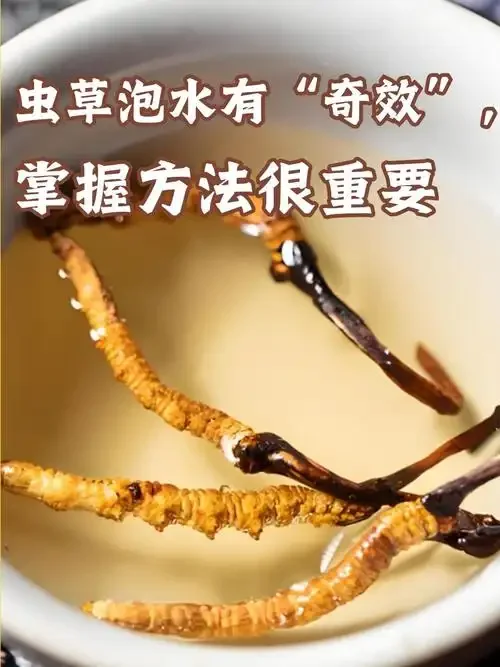 虫草养生酒酿造过程展示：高品质虫草浸泡于清澈酒液中_1