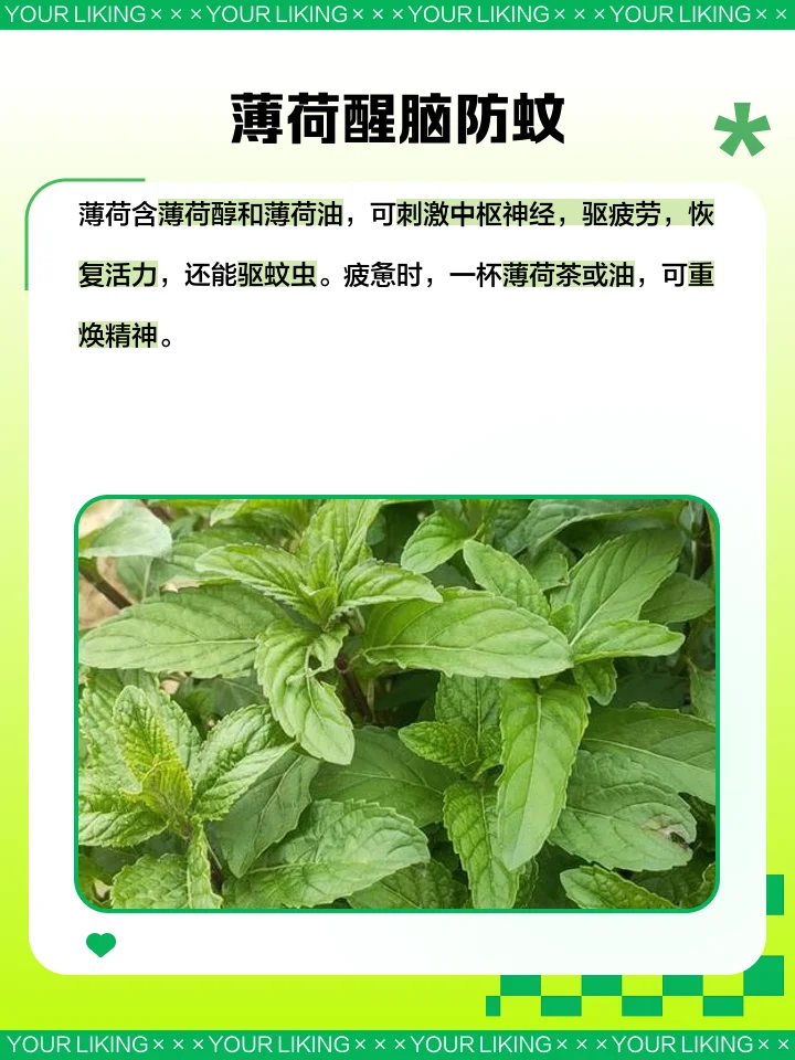 一罐正在泡制中的家庭自制薄荷酒，酒液清澈，薄荷叶翠绿，展示出健康自酿的过程。_1