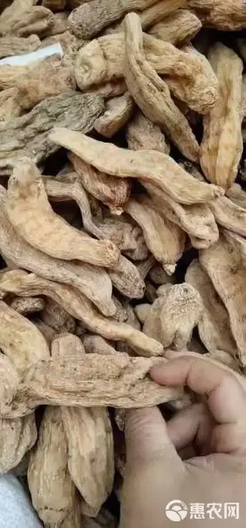 玻璃罐中浸泡的天麻三七药酒特写，琥珀色酒液中可见完整天麻块茎与三七切片_1