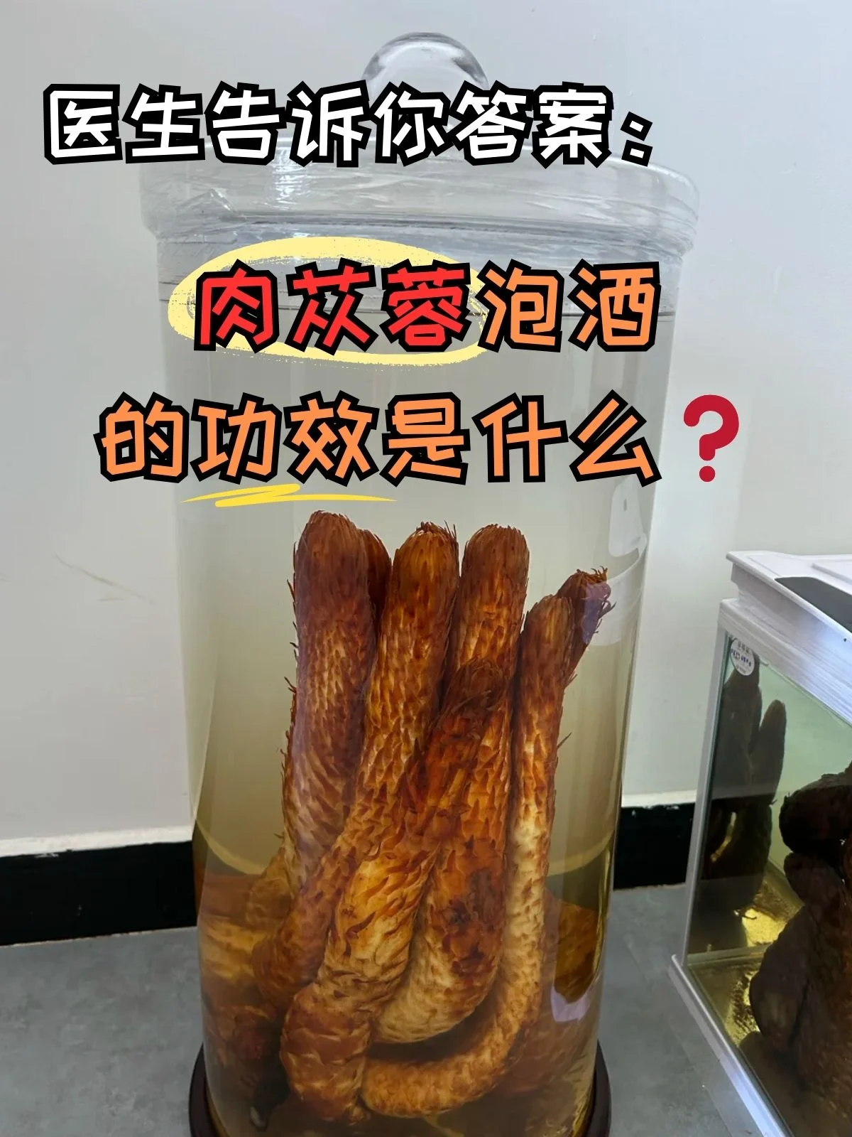 人参鹿茸苁蓉泡酒材料与玻璃罐展示图,展现家庭自制养生药酒的准备工作。_1