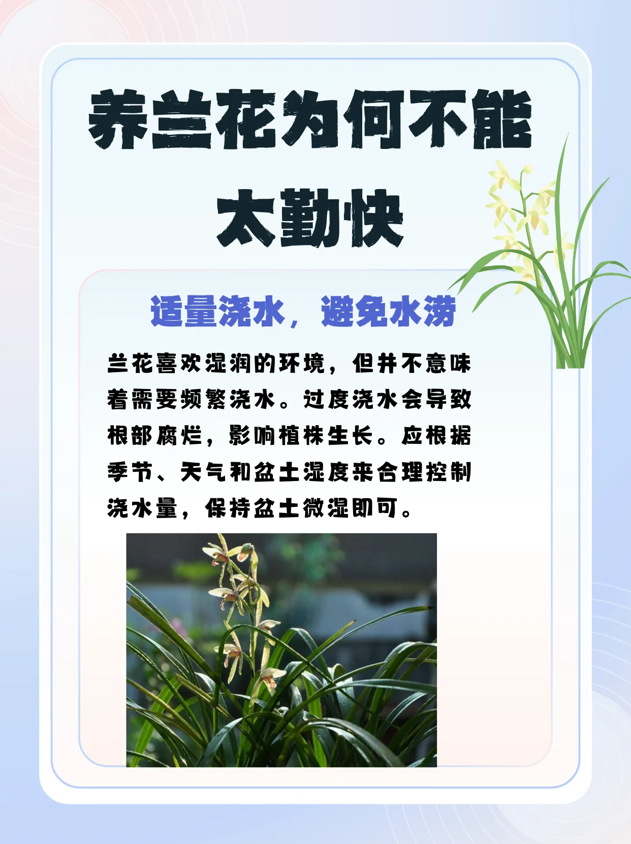 家庭自制兰花泡酒成品展示，透明罐中可见舒展的兰花与清澈酒液_1