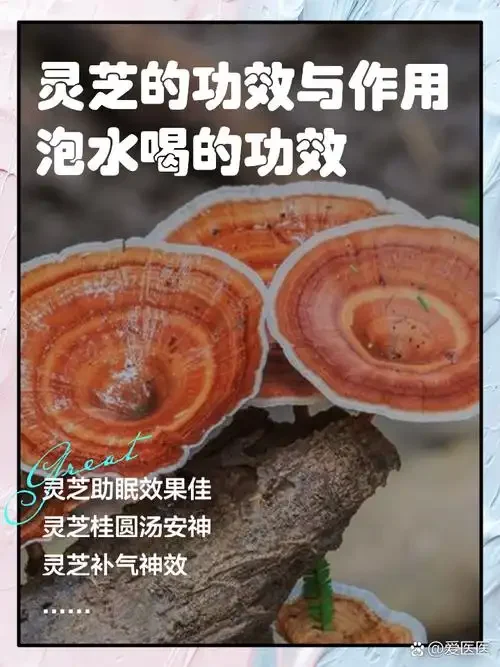 家庭自制灵芝泡酒材料与工具展示：透明玻璃罐中浸泡着灵芝切片和辅料，旁边摆放着新鲜灵芝、电子秤和布，体现专业与卫生_1