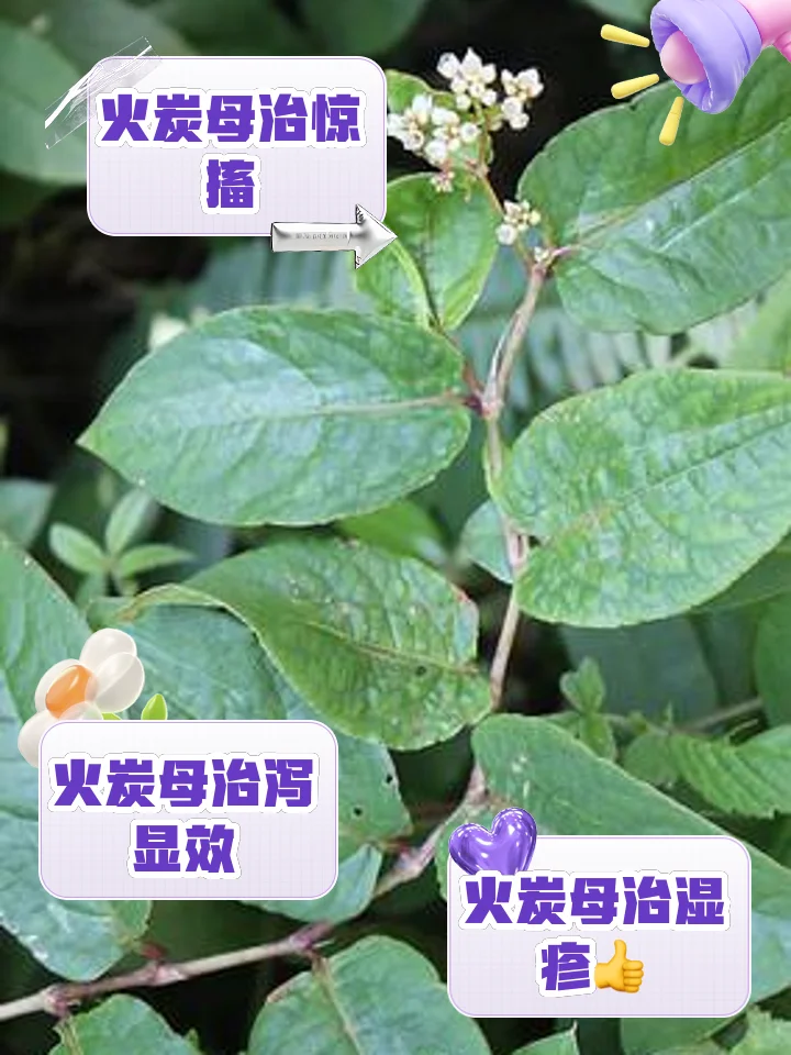 家庭自制的火炭母泡酒特写，透明酒罐中可见药材与琥珀色酒液_1