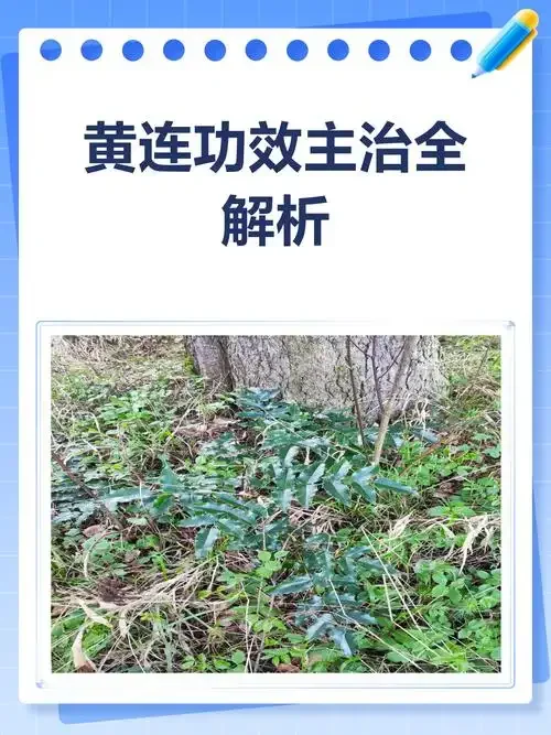 透明玻璃罐中的黄连泡酒特写，黄连根茎清晰可见，旁边是称量工具和酿酒笔记，展示家庭自制黄连药酒的场景。_1