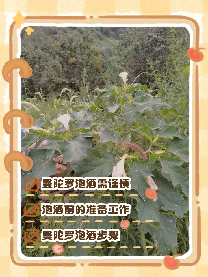 一坛用于外敷的曼陀罗药酒，旁边放着几朵曼陀罗花，展示传统草药酒的制作场景。_1