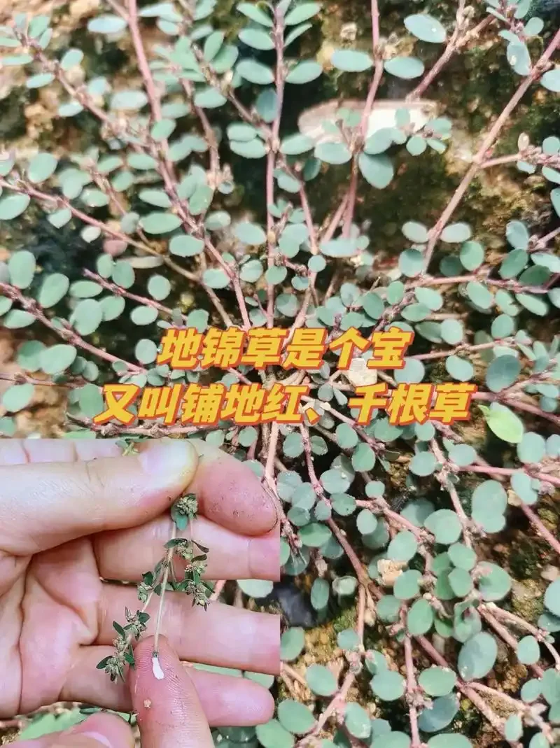 地锦草泡酒最佳配方示例图：透明玻璃瓶中浸泡着地锦草和枸杞，酒色清亮_1