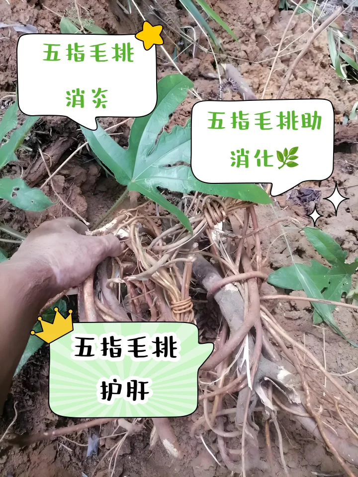 牛大力和五指毛桃在透明玻璃罐中浸泡的养生药酒特写_1